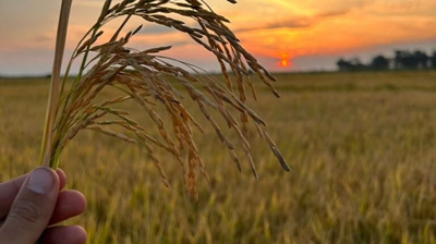 RISIERA : de la cáscara de arroz a sílices de alta pureza