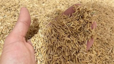 Contundente avance: un grupo de investigadores lograron que el arroz también sirva para generar energía